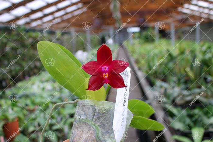 Phalaenopsis LD's Bear King 'RK-6'.jpg