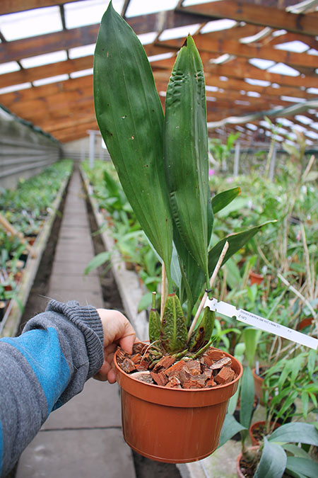 Bifrenaria tyrianthina (dark 'AWZ' x flamea 'SC').jpg