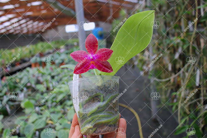 Phalaenopsis (Yungho Gelblitz x venosa) x lueddemanniana Yungho.jpg