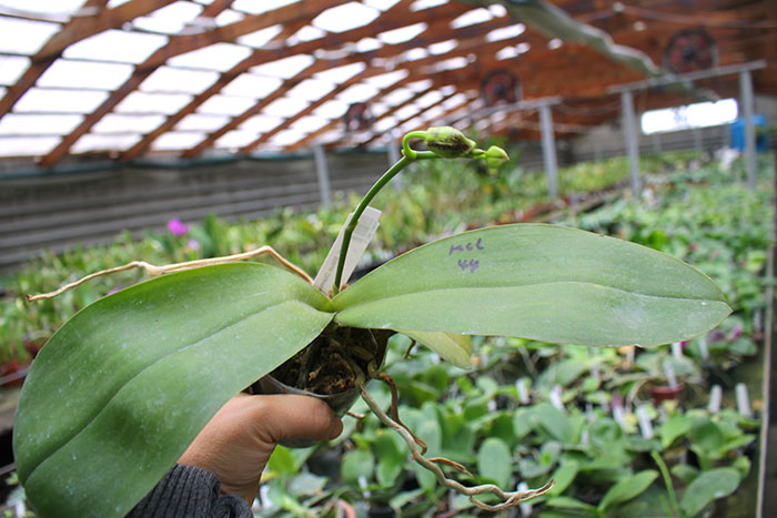 Phalaenopsis Mituo Diamond 'B-B'.jpg