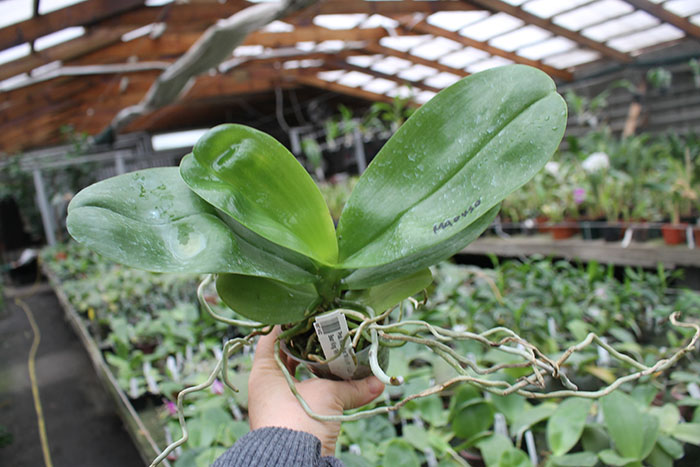 Phalaenopsis Mituo Sun 'Mituo #1' x Ld's Bear King 'RK-1'.jpg