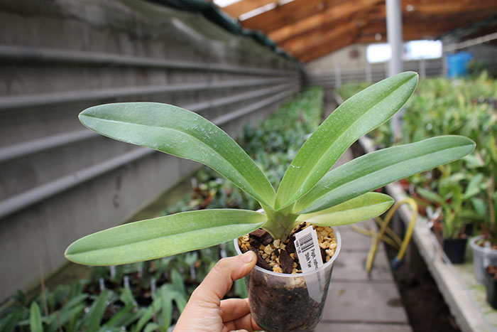 Paphiopedilum rothschildianum x anitum 'Shih Yueh'.jpg