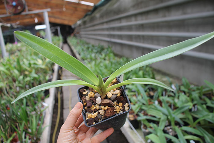 Paphiopedilum rothschildianum 'OZ 266' x 'Jungle Collected'.jpg