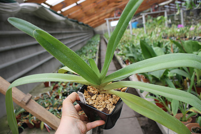 Paphiopedilum philippinense.jpg