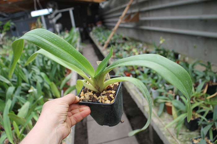 Paphiopedilum Mercatelii (stonei x lowii).jpg