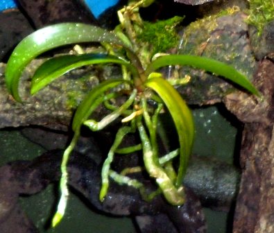 Phalaenopsis lindenii