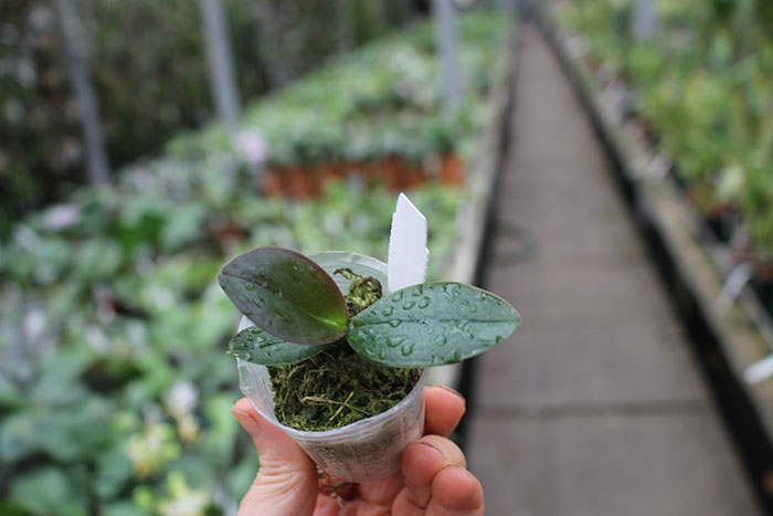 Doritaenopsis I-Hsin Spot Leopard 'peloric'.jpg