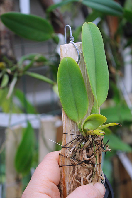Cattleya dowiana x self (Rosita type).jpg