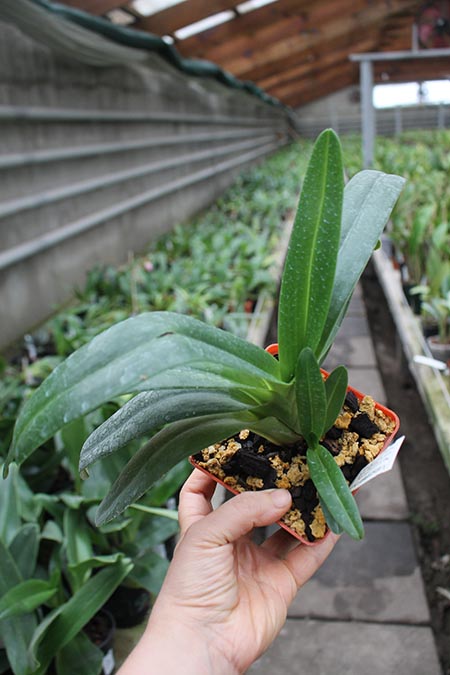 Paphiopedilum rothschildianum x hangianum.jpg