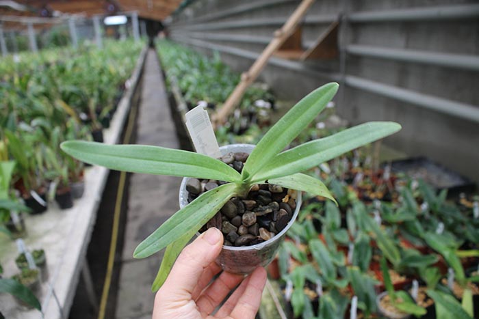 Paphiopedilum fairrieanum.jpg