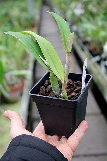 Cattleya Orchidglade x Laelia milleri.jpg