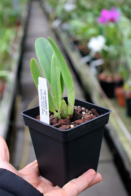 Sophrolaeliocattleya Tokyo Life.jpg