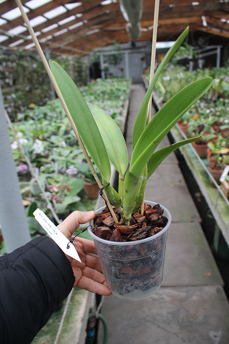 Cattleya trianae OVO459 x trianae coerulea.jpg