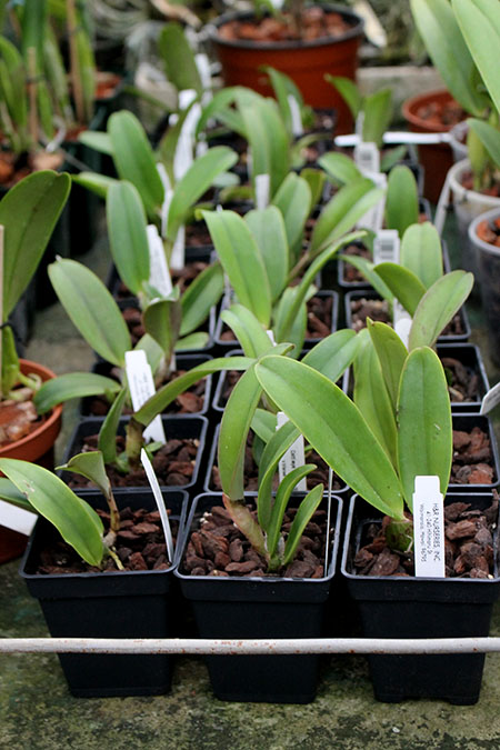 Cattleya warscewiczii sanderiana x self.jpg
