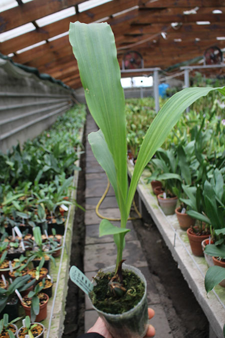 Lycaste Kamigamo ((Leo x Imshootiana) x Mem Kageyuki Mito 'Yellow Fantasy').jpg