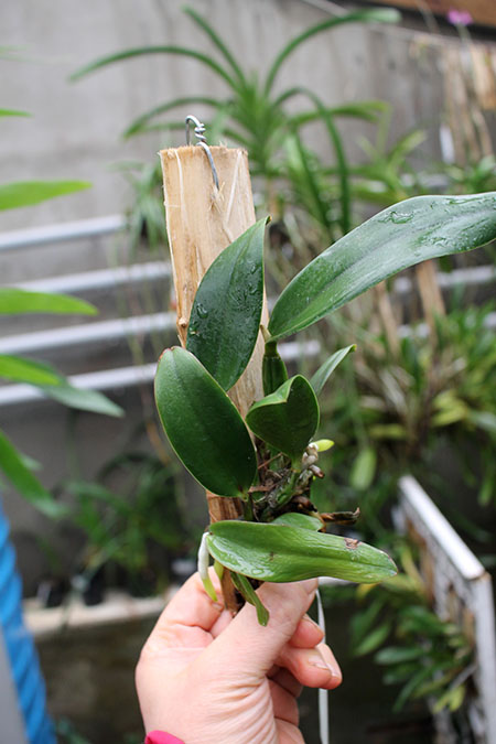 Cattleya schilleriana 'Shimoda' x Laelia pumila boa f (Z-1028).jpg
