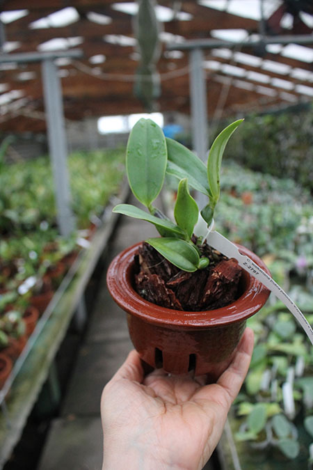 Cattleya walkeriana rubra pelorica 'Esperada' x (walkeriana rubra flamea 'Portinari' x SLF).jpg