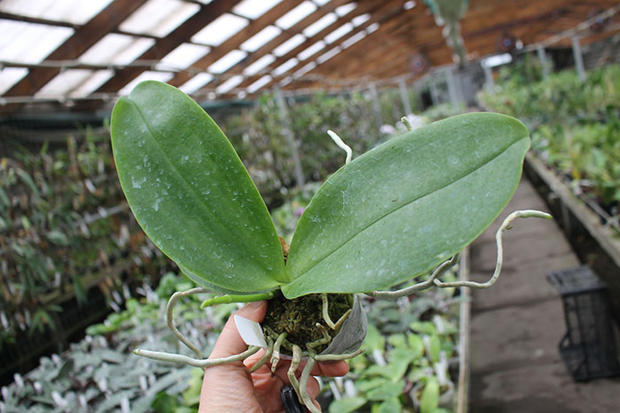 Phalaenopsis Lioulin Goldenfish x Chienlung Black Parrot.jpg