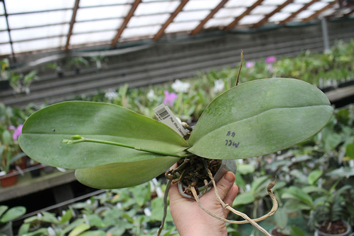 Phalaenopsis Mituo Diamond 'B-2'.jpg