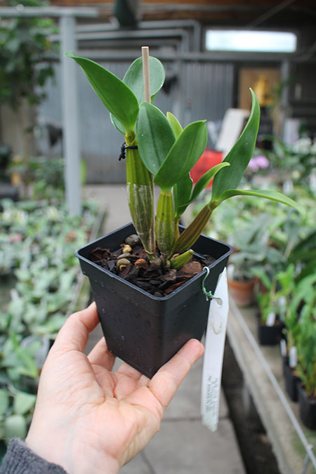 Den Roy Tokunaga.jpg