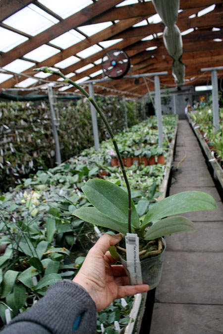 Phalaenopsis KS Pride Golden Diamond.jpg