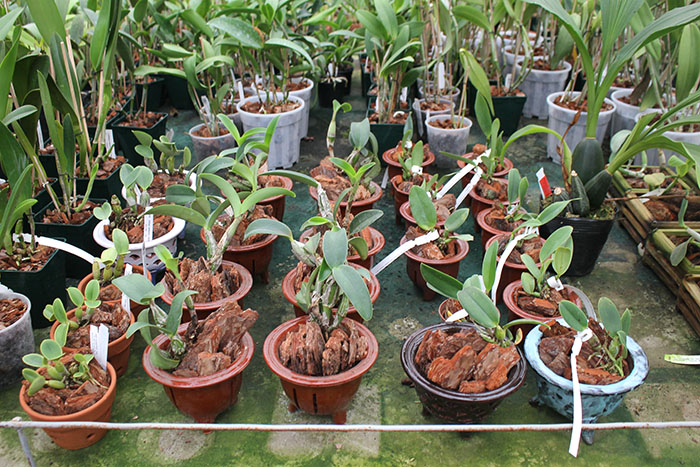 Cattleya nobilior amalie.jpg