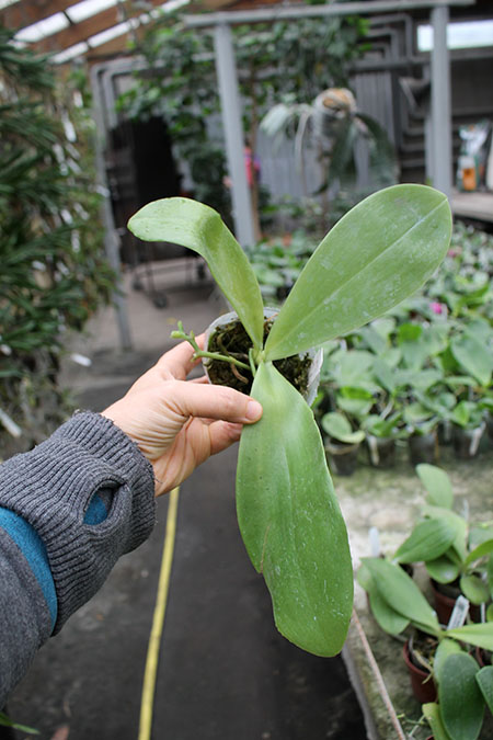 Phalaenopsis Mok Choi Yew x Yaphon Sir.jpg