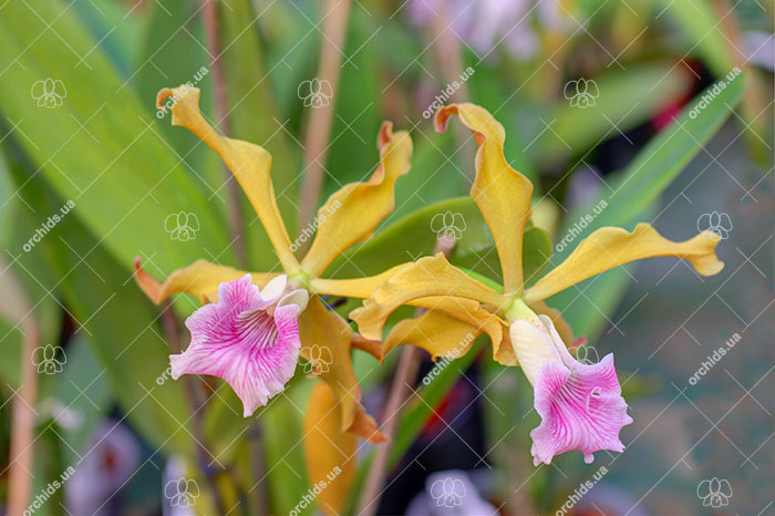 Laelia grandis tipo 'Edmundo' x SELF.jpg