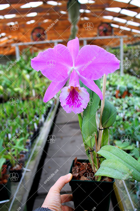 Cattleya labiata tipao 'Rodrigues' x labiata tipo 'Cara Grande'.jpg