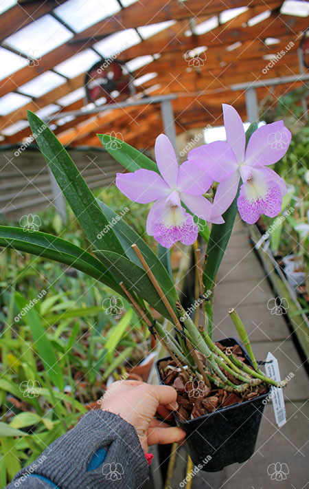 Brassocattleya Little Marmaid 'Janet'.jpg