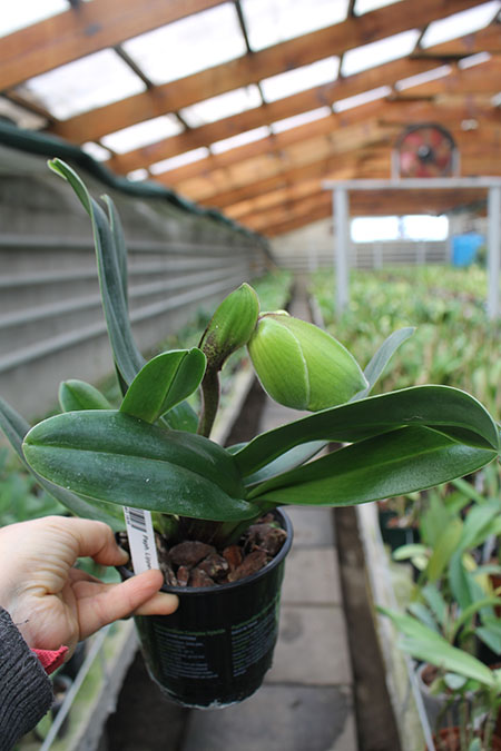 Paphiopedilum Lippewunder hybrid.jpg