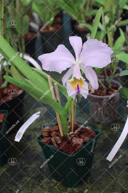 Cattleya labiata coerulescens 'Da Norma Dreher' x self.jpg