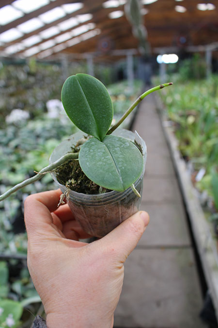 Phalaenopsis Liu's Rainbow alba 'Joseph Wu'.jpg