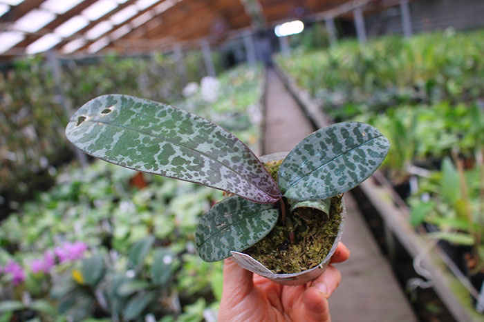 Phalaenopsis (schilleriana x phillipenesis) 'Joseph Wu'.jpg