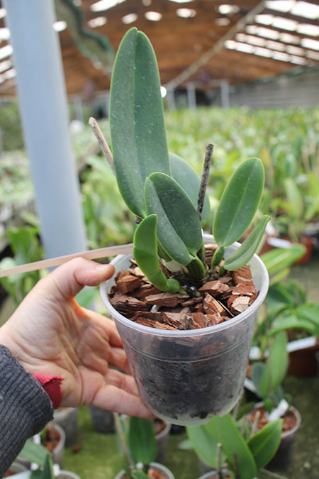 Cattleya warneri coerulea 'Todos os Santos' x warneri coerulea 'Raasch'.jpg