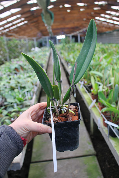 Cattleya warneri coerulea 'Suzuki' x warneri coerulea 'Carolina'.jpg
