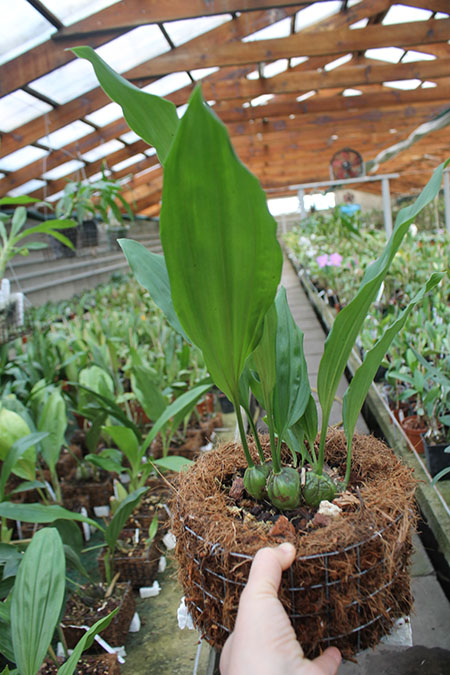 Stanhopea tigrina.jpg