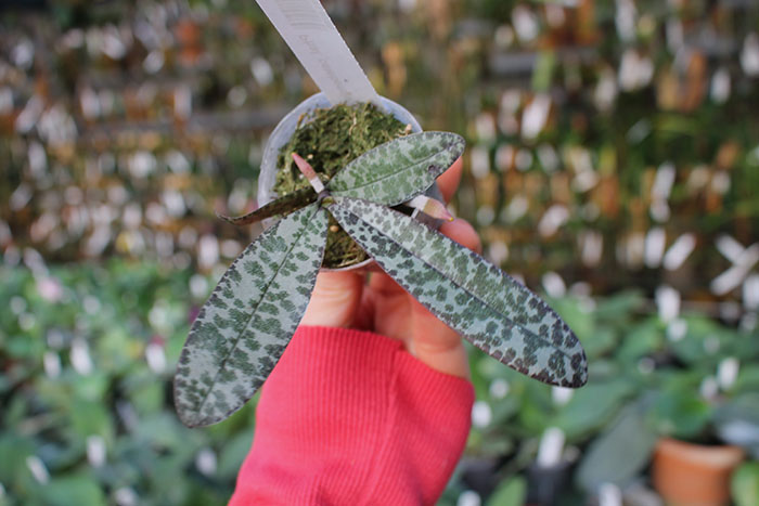 Phalaenopsis celebensis.jpg