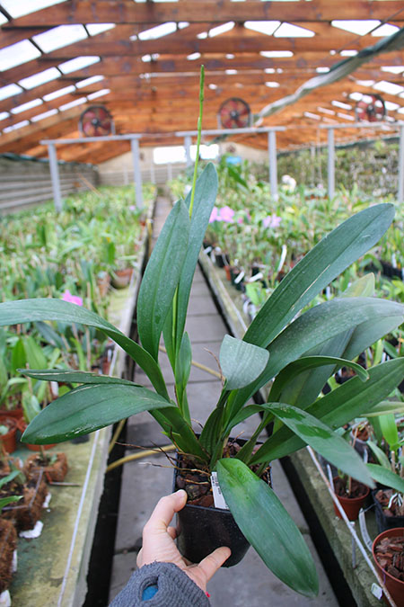 Odontoglossum trilobum x Odontocidium Tiger Glow.jpg