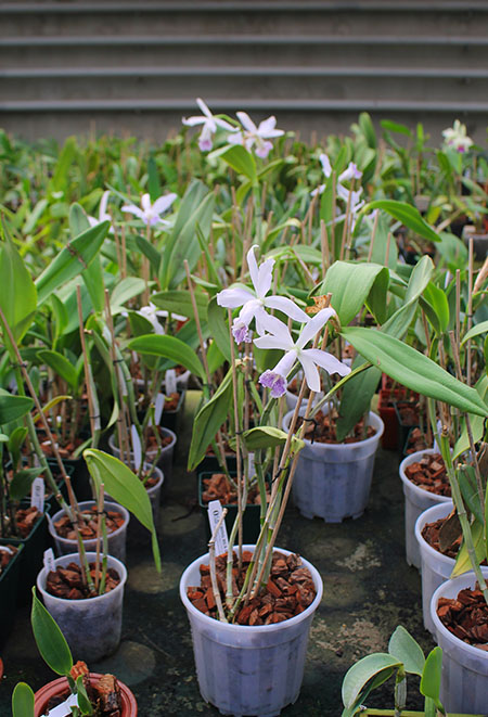 Cattleya Dominiana.jpg