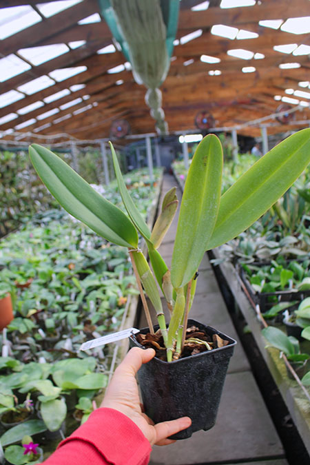 Cattleya warneri escura 'Corrego D'antas' x Cattleya warneri escura integra orlata.jpg