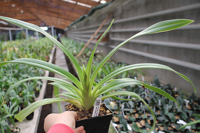 Phragmipedium Memory Dick Clements (besseae x sargentianum).jpg