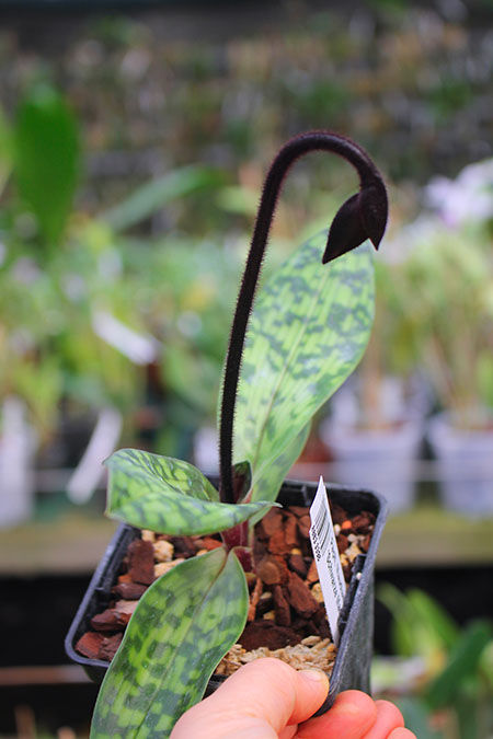 Paphiopedilum Maudiae Vinicolor 'Schwarze Madonna'.jpg