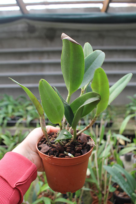 Cattleya Cruzeiro Do Sul.jpg