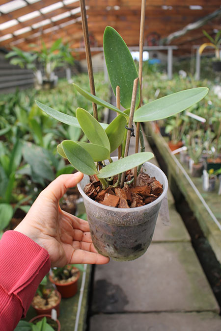 Cattleya Hsinying Cognac 'Thai Spots'.jpg