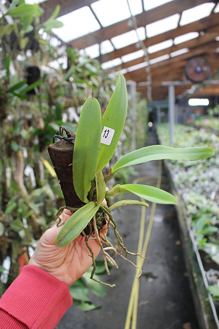 Brassolaeliocattleya Keowee 'VI Galaxy'.jpg