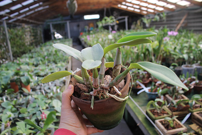 Cattleya walkeriana var princeps.jpg