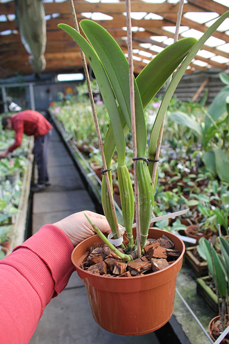 Cattleya trianae 'Waldemar Silva' x trianae lab escuro-integro 'Monte Verde'.jpg