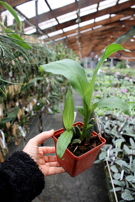 Lycaste Fire Bird.jpg