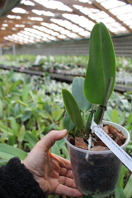 Cattleya warneri coerulea 'Todos os Santos' x warneri coerulea 'Raasch'.jpg